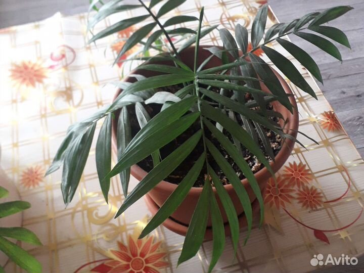 Комнатные цветы