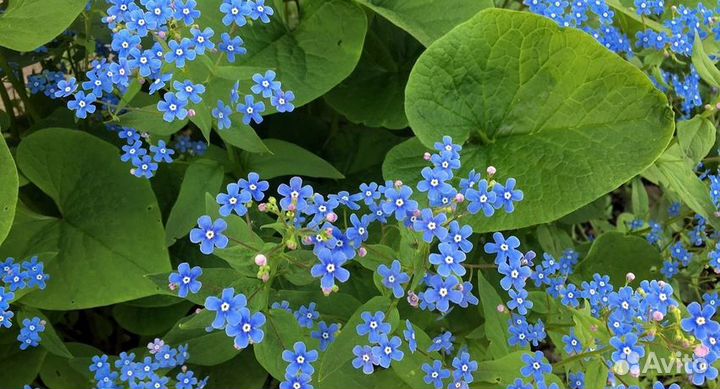 Многолетние растения, цветы садовые