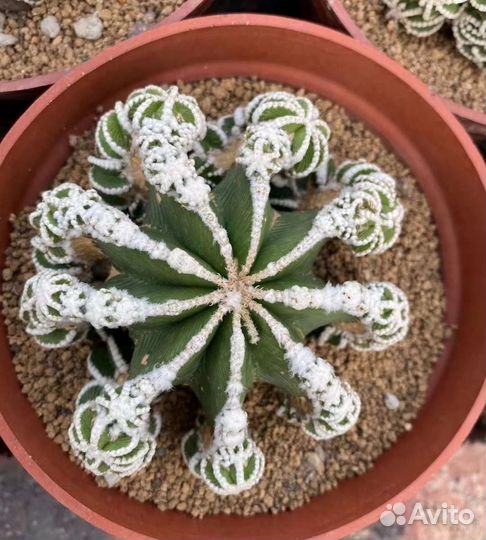 Редчайшие экземпляры кактусов