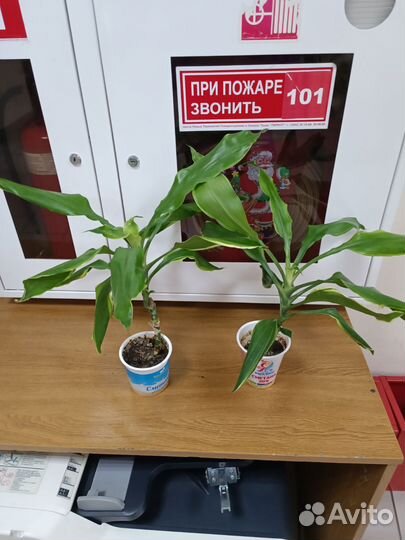 Драцена деремская