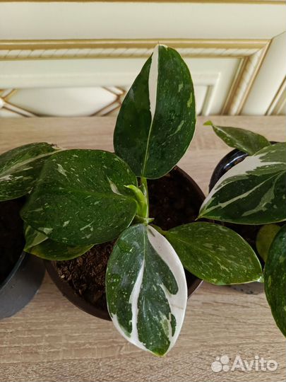 Филодендрон white визард