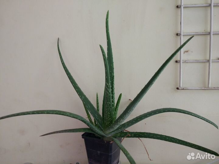 Алоэ Вера, каланхоэ Дегремона лекарственный