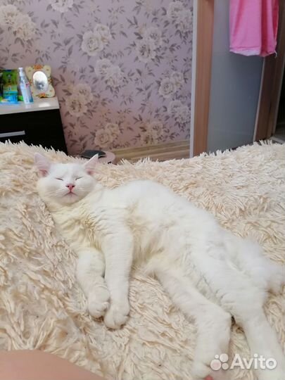 Кошки бесплатно