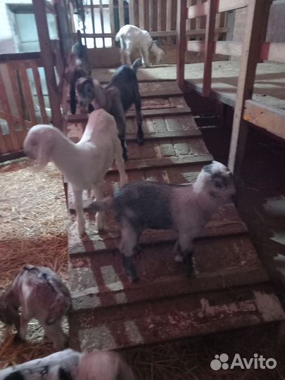 Нубийские козы козлы козлята