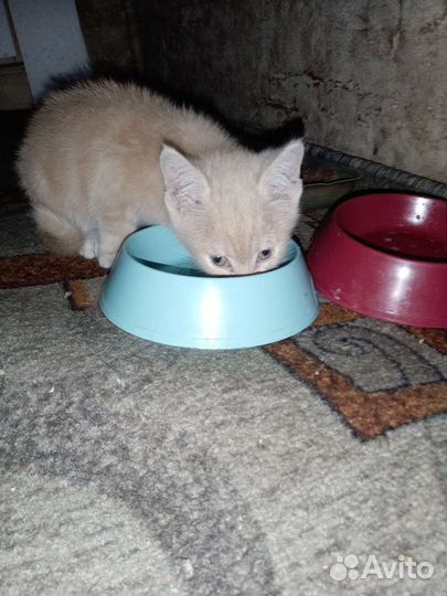 Рыжий котенок мальчик
