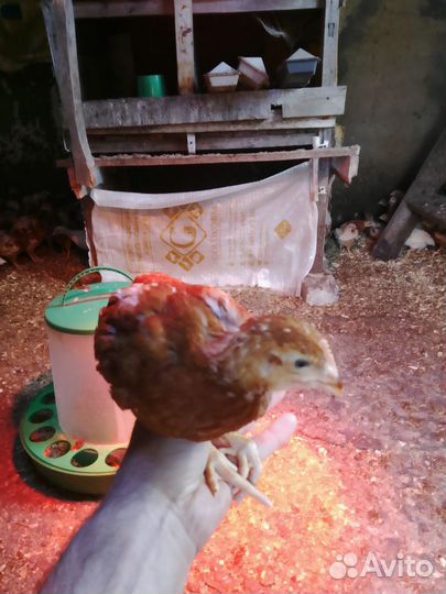 Цыплята несушки