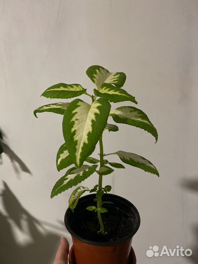 Колеусы сортовые