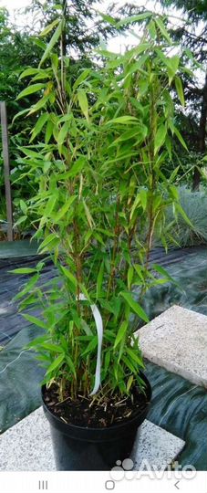 Бамбук морозостойкий