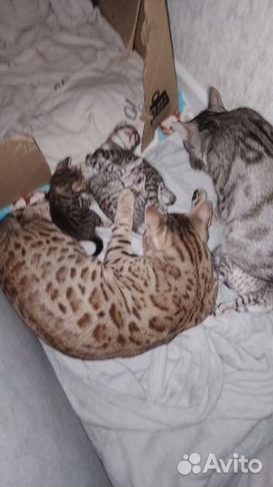 Бенгальские котята