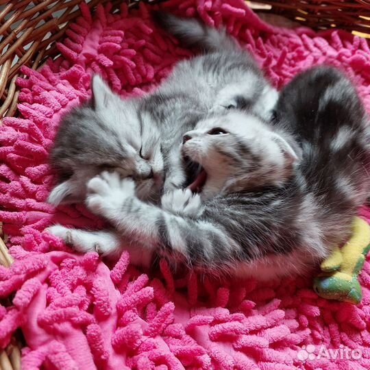 Милые добрые котята )