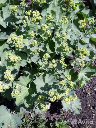 Флоксы, монарда, каллистегия