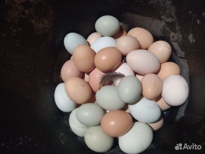 Домашние куриные яйца