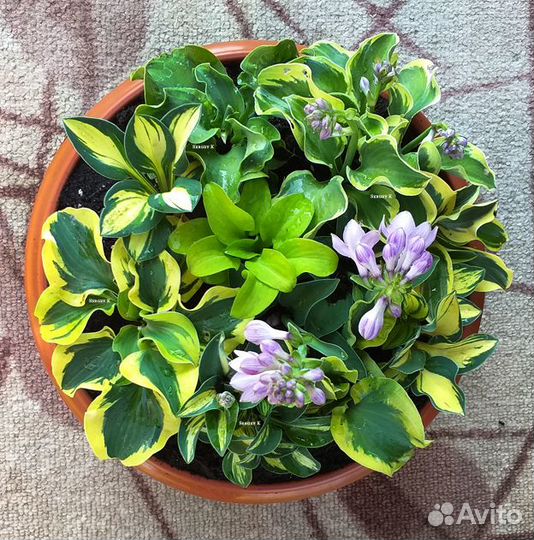 Коллекция миниатюрных мышиных хост