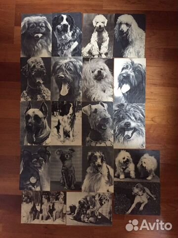 Открытки с собаками