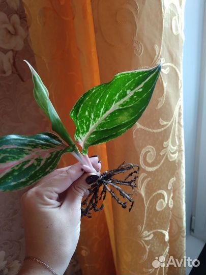 Аглаонема Батерфляй