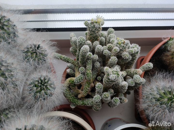 Пушистый кактус - мамиллярия бокасана