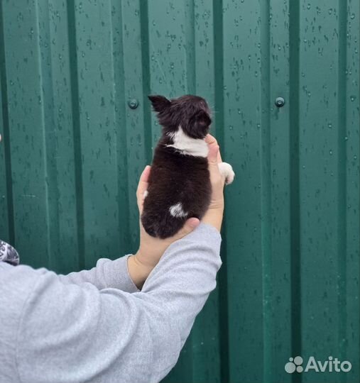 Мини красотка Чихуахуа