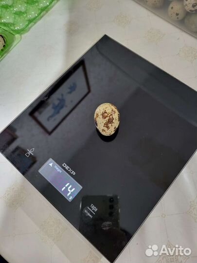 Перепела/перепелинные яйца инкубационные и пищевые