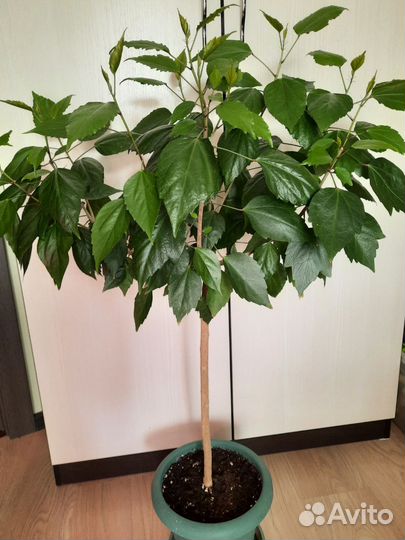 Гибискус махровый