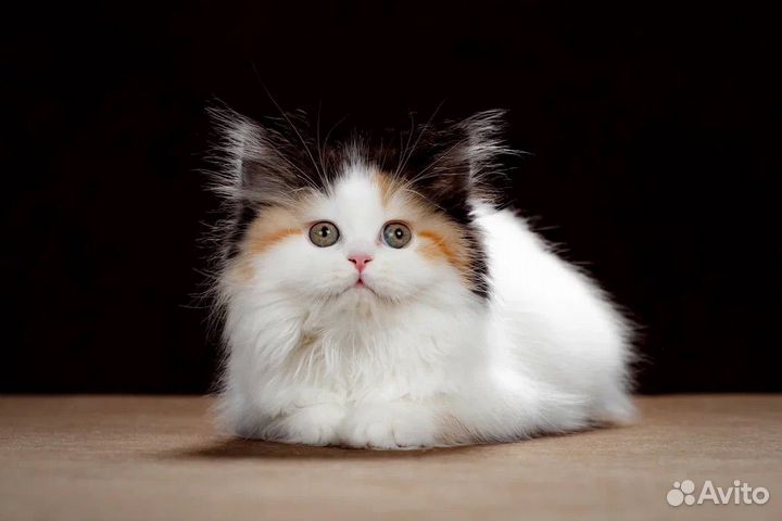 Шотландская кошечка