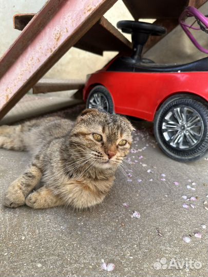 Девочка вислоухая бесплатно