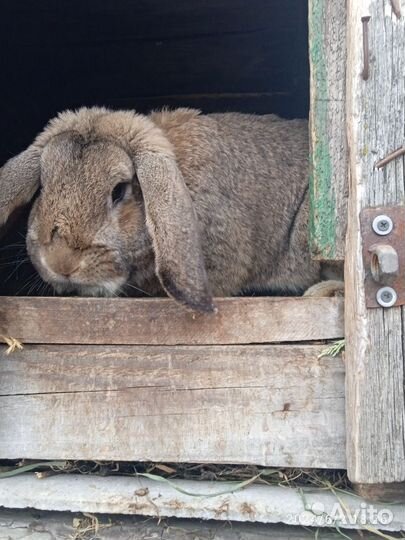 Кролики породы французский баран, фландр