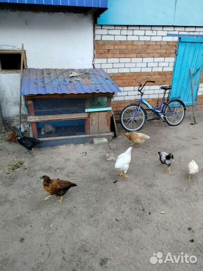 Курицы петухи домашние
