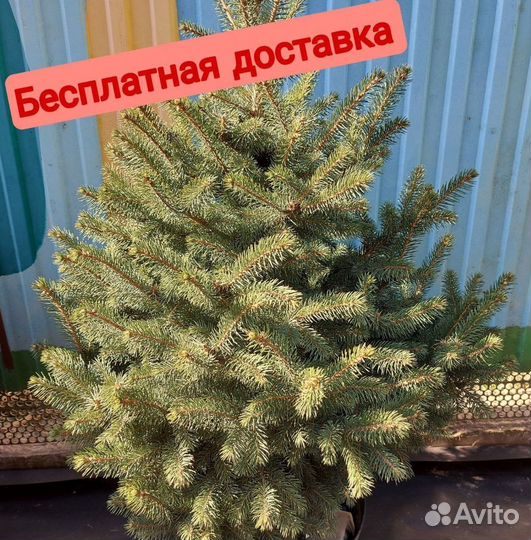 Ель пышная 2м