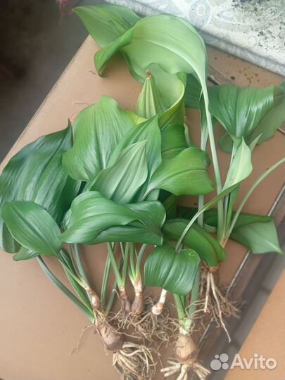 Эухарис амазонская лилия