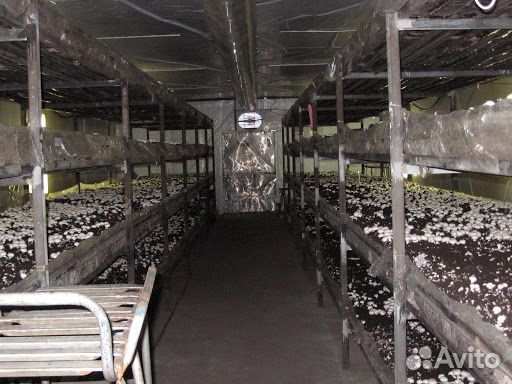 Грибы для себя или Готовый Грибной бизнес