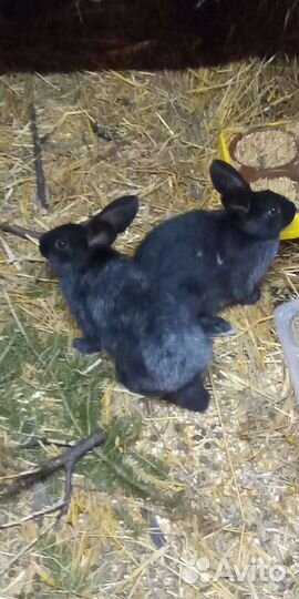 Кролики Полтавское серебро