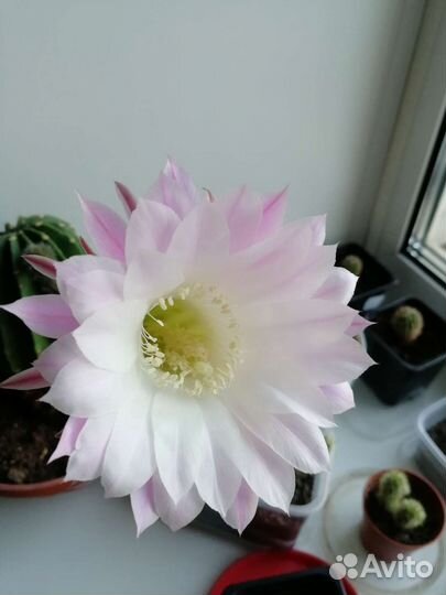 Кактус Ночная красавица