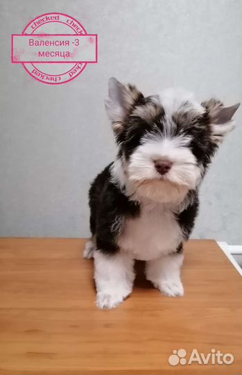 Биро-девочка