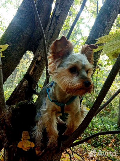 Йоркширский терьер