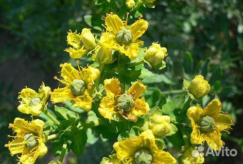 Рута душистая семена,саженцы