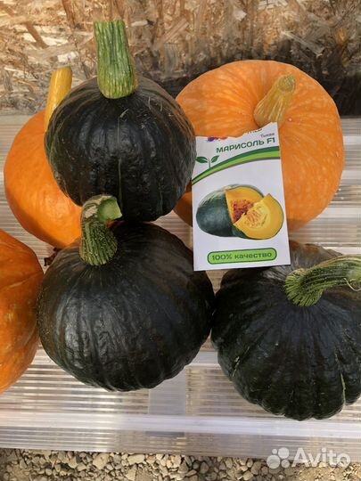 Капуста, чеснок, морковь, свекла, тыква, огурцы