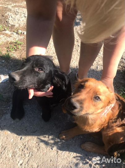 Собака в добрые руки