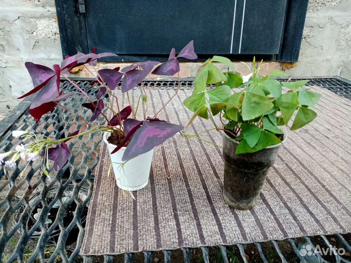 Оксалис (кислица)