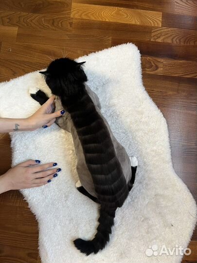 Груминг кошек (стрижка, вычес)