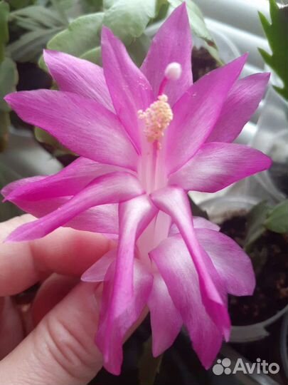 Декабристы