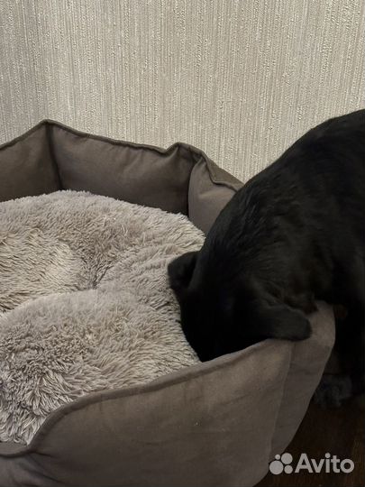 Лежанка для домашних животных