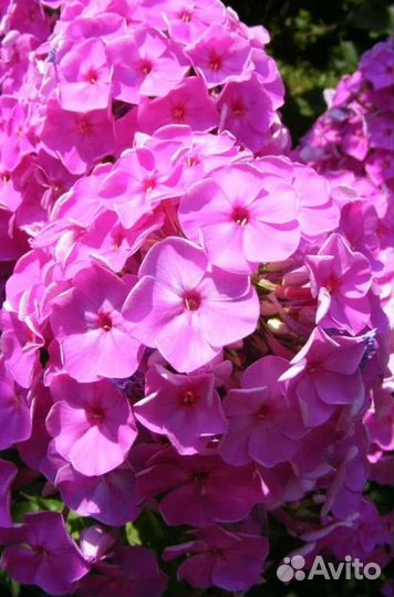 Флоксы многолетние цветы для сада