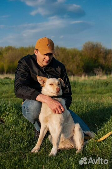 Собака из приюта светлая в добрые руки