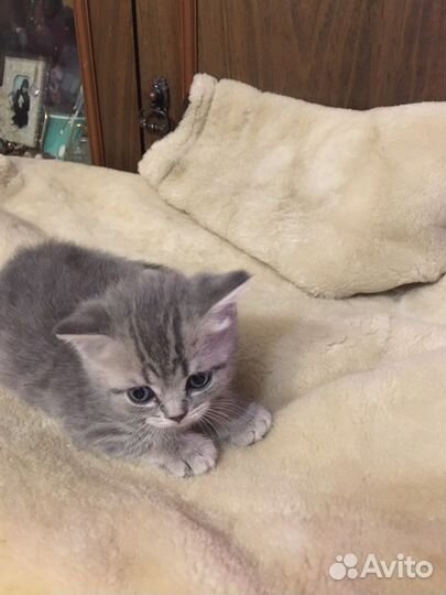 Шотландская