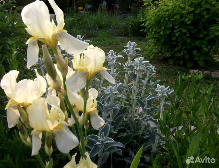 Цветы в ваш сад