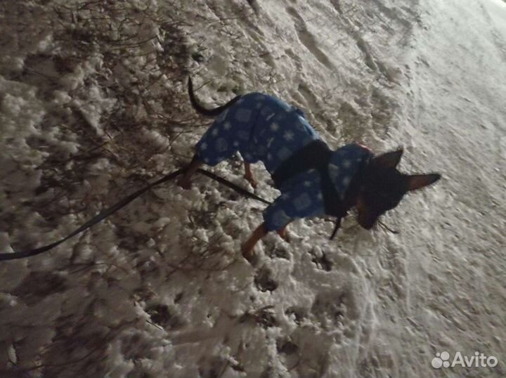 Комбинезон для маленьких собак