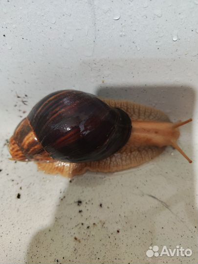 Улитки ахатины