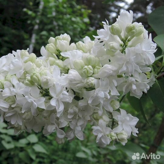 Сирень Алиса Хардинг