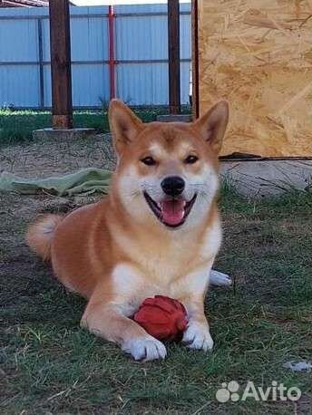 Мальчик сиба