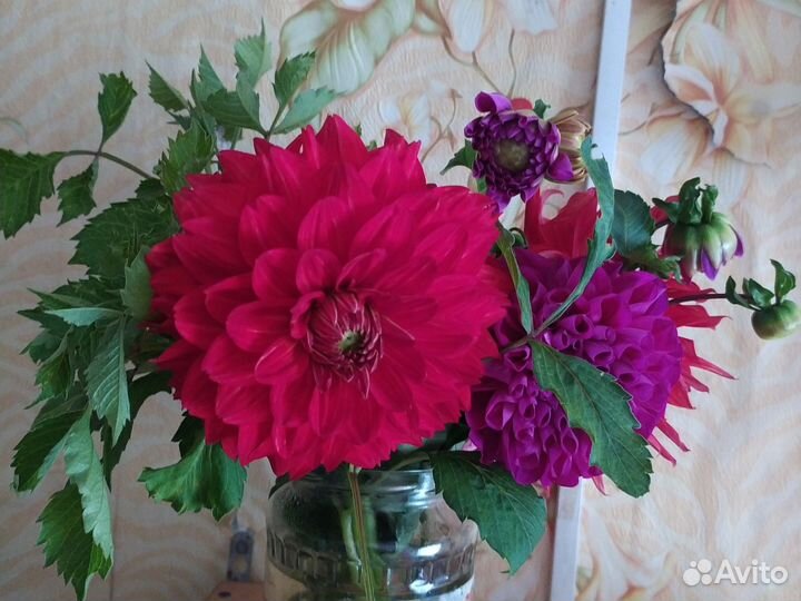 Букеты из георгинов